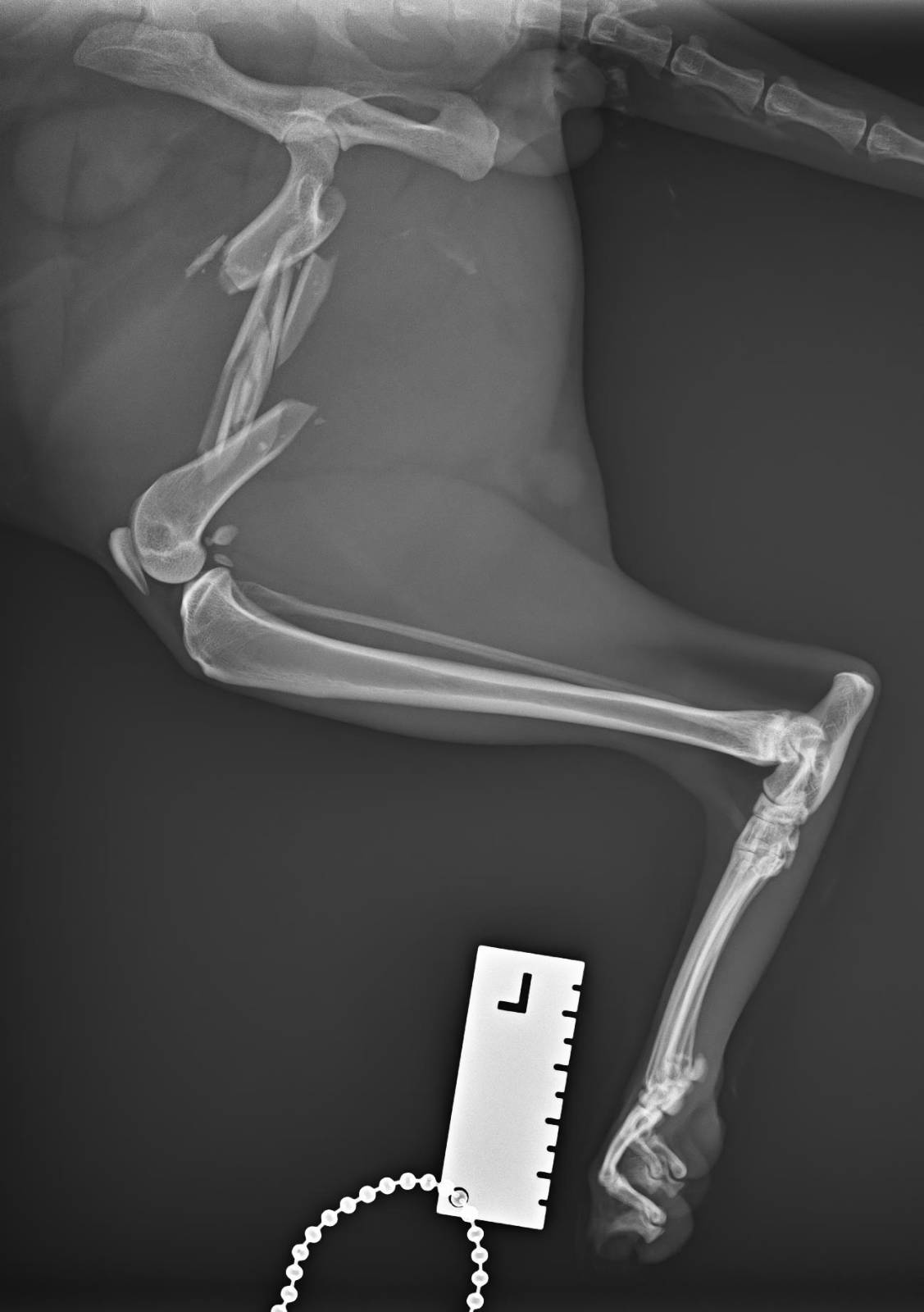 Alastor&rsquo;s leg X-Ray