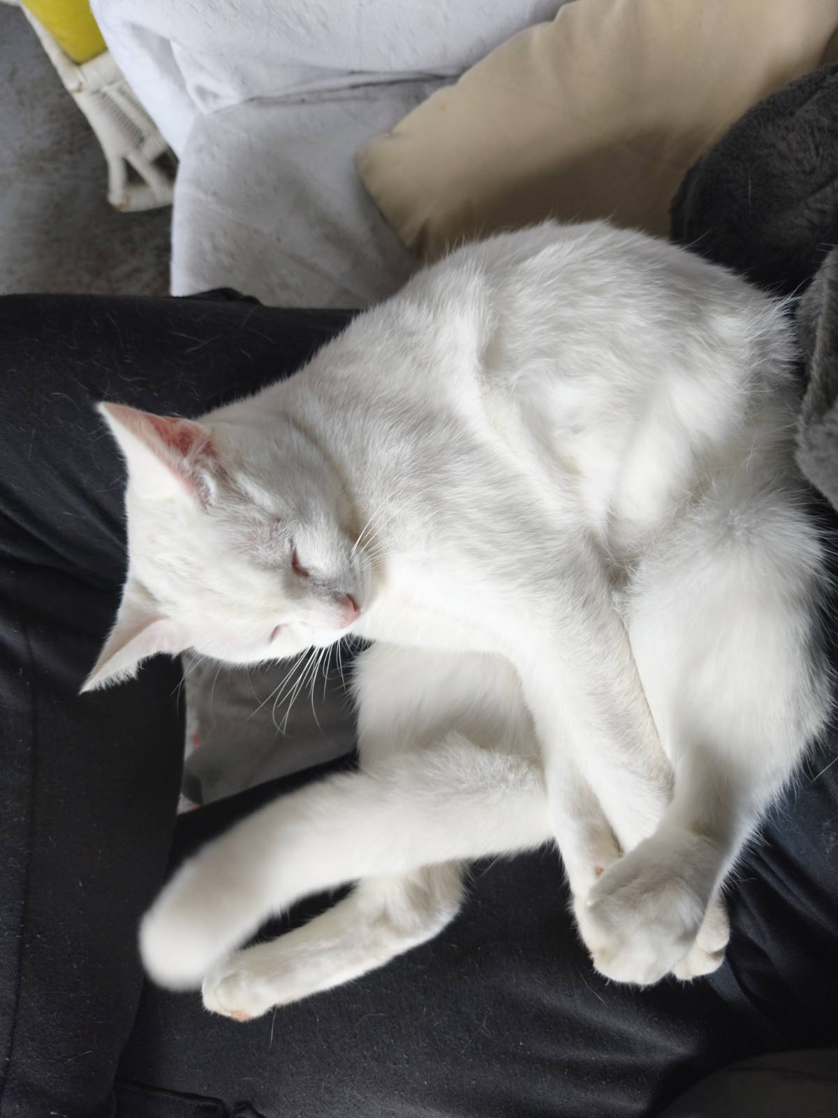 Alastor doing a shrimp